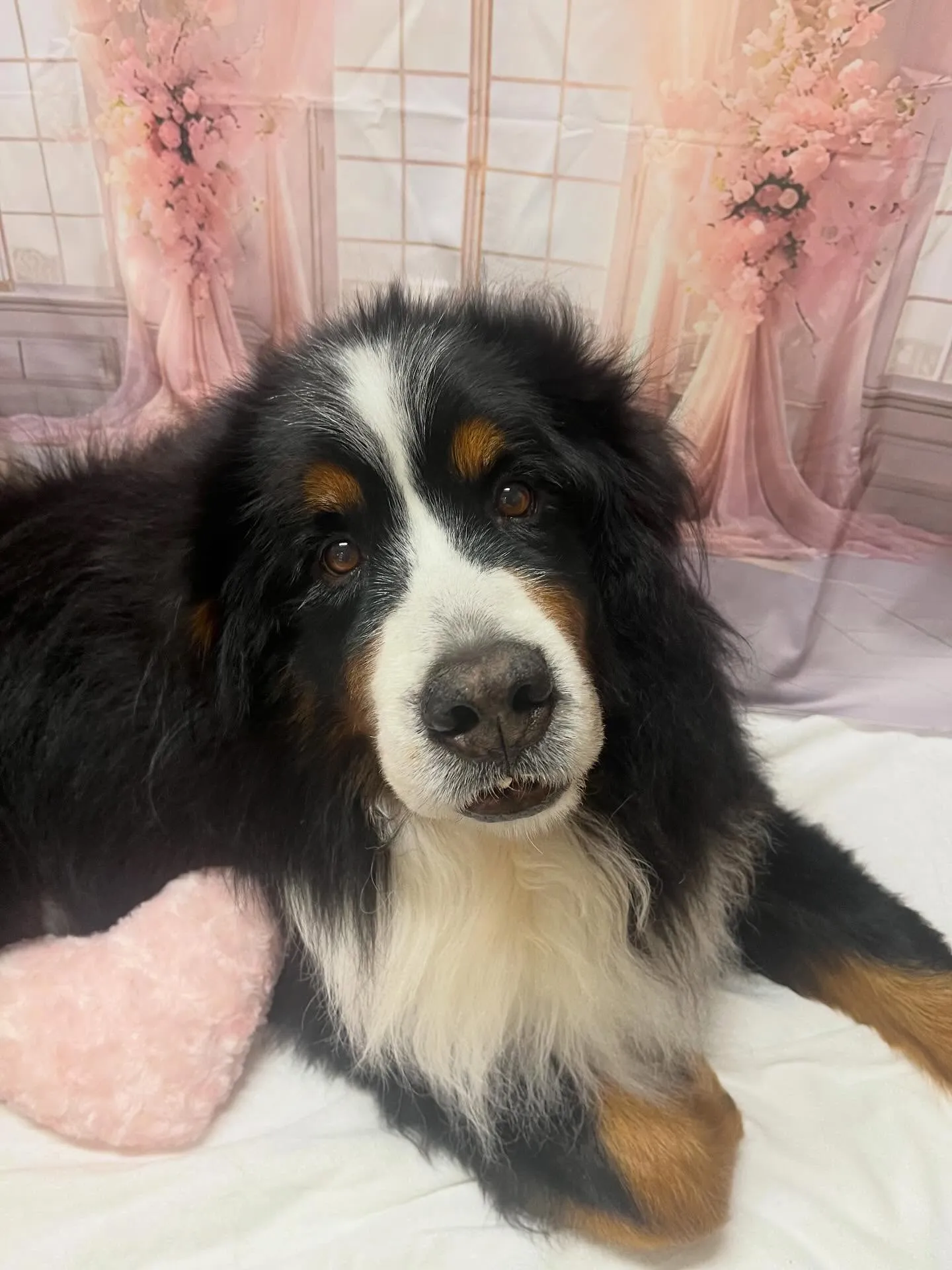 🍃3/25のトリミング🍃バーニーズマウンテンドッグ🐶|名東区...