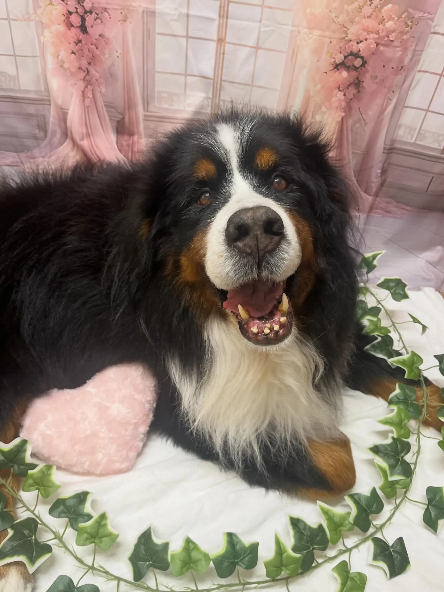 🍃3/25のトリミング🍃バーニーズマウンテンドッグ🐶｜名東区...