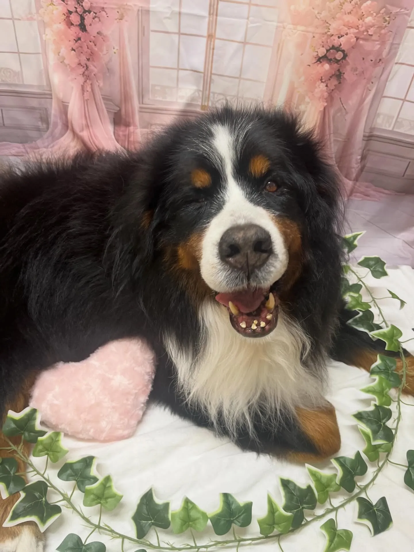 🍃3/25のトリミング🍃バーニーズマウンテンドッグ🐶｜名東区...