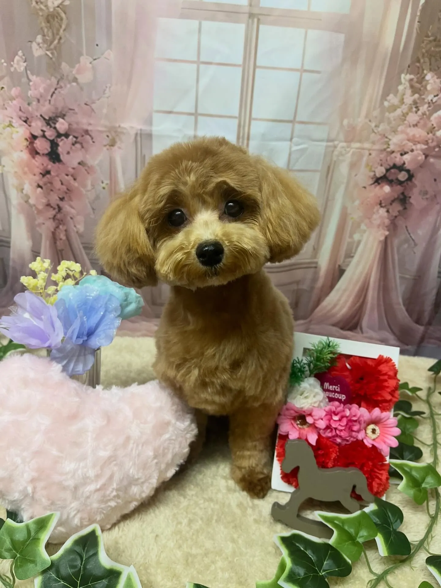 🍃3/25のトリミング🍃ミックス犬🐶｜名東区・千種区・守山区...