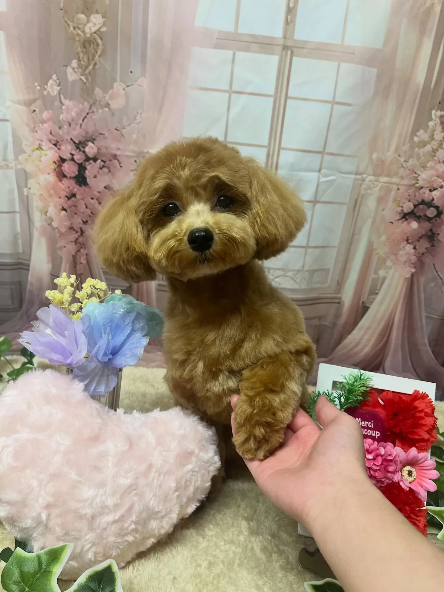 🍃3/25のトリミング🍃ミックス犬🐶｜名東区・千種区・守山区...