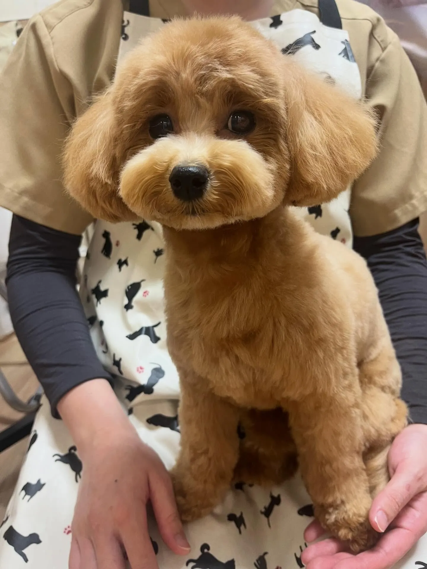 🍃3/25のトリミング🍃ミックス犬🐶｜名東区・千種区・守山区...