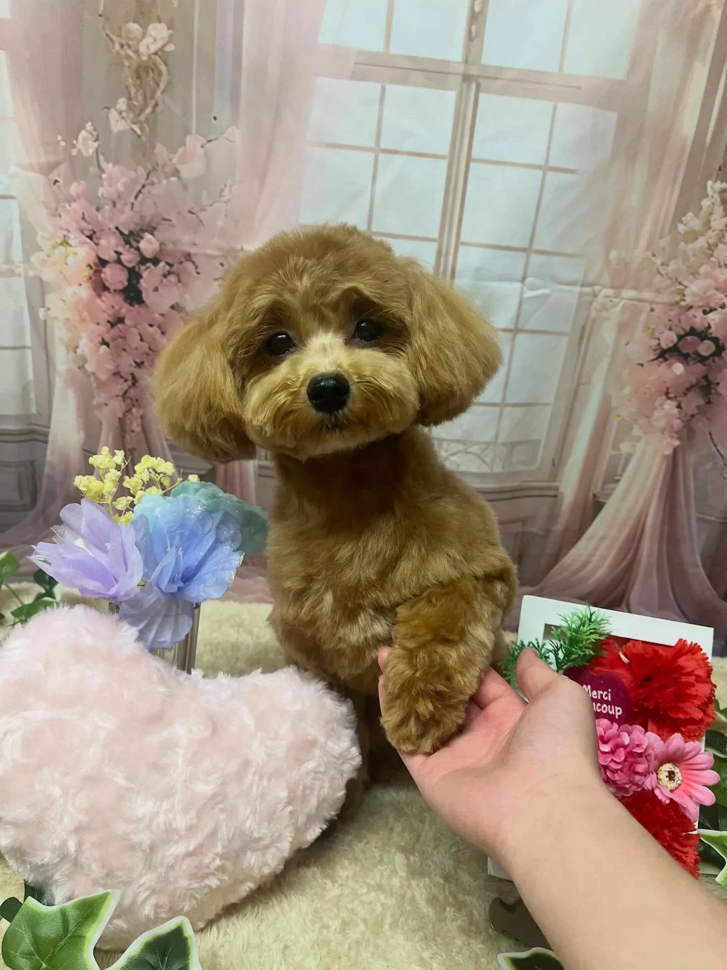 🍃3/25のトリミング🍃ミックス犬🐶｜名東区・千種区・守山区...