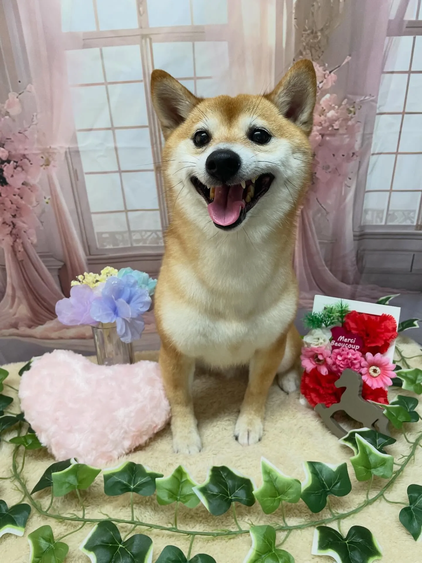 🍃3/28のトリミング🍃柴犬🐶｜名東区・千種区・守山区の動物...