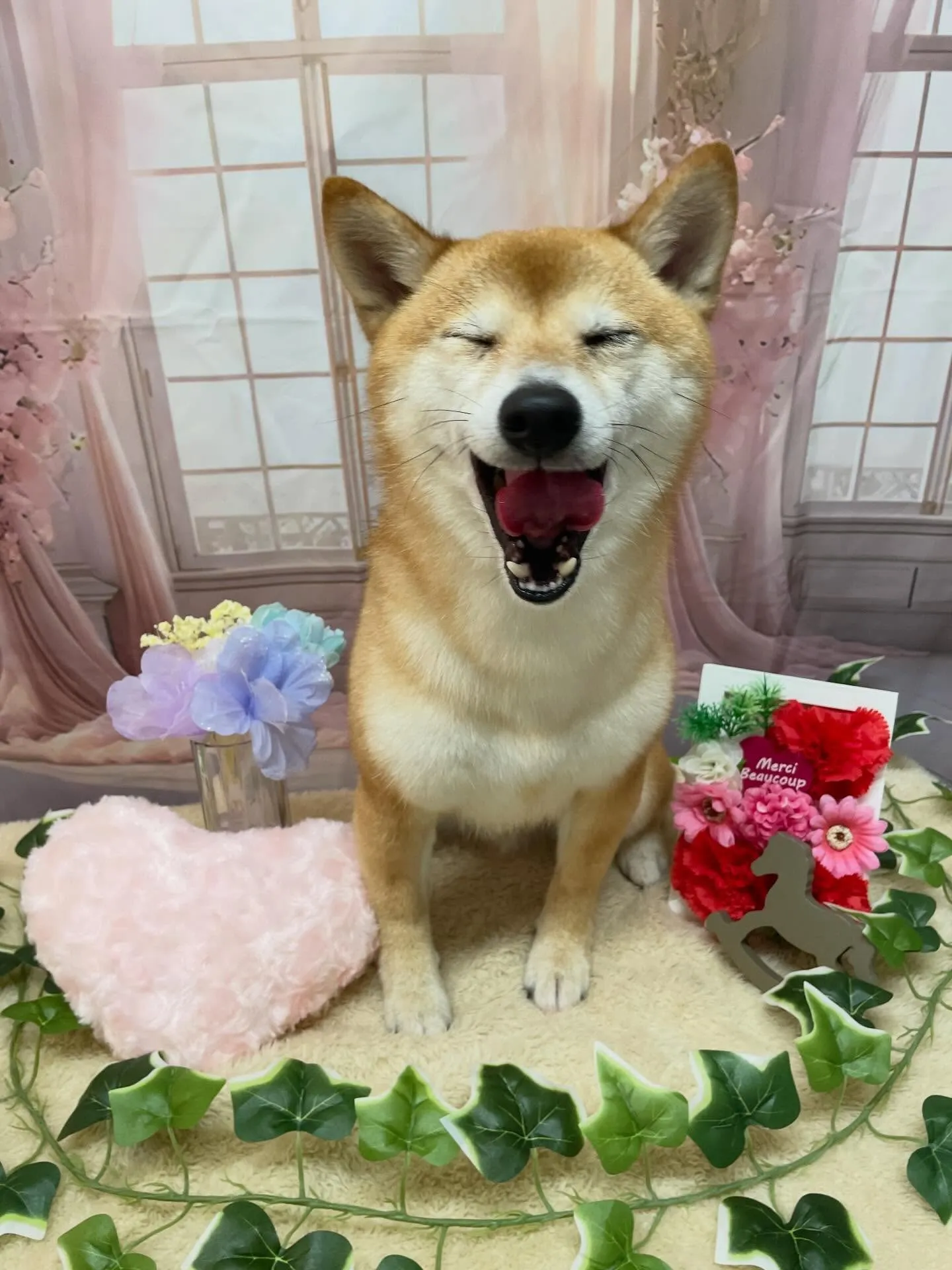 🍃3/28のトリミング🍃柴犬🐶｜名東区・千種区・守山区の動物...