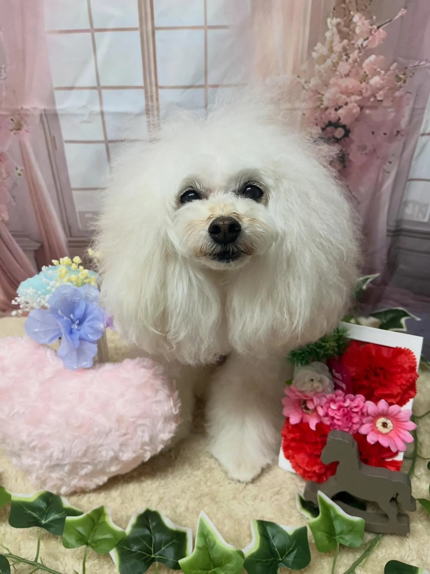 🍃3/27のトリミング🍃プードル🐶|名東区・千種区・守山区の...