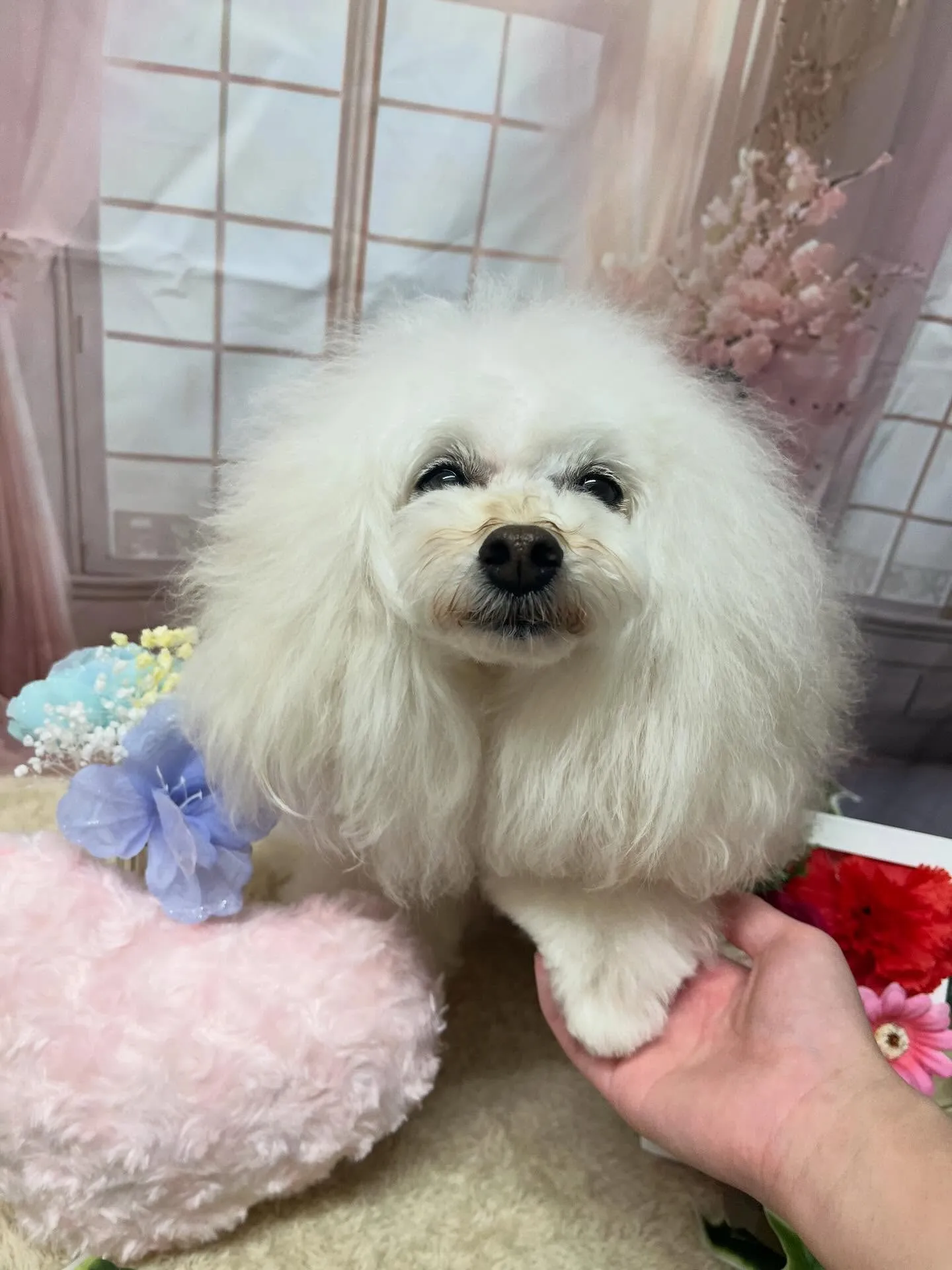 🍃3/27のトリミング🍃プードル🐶|名東区・千種区・守山区の...