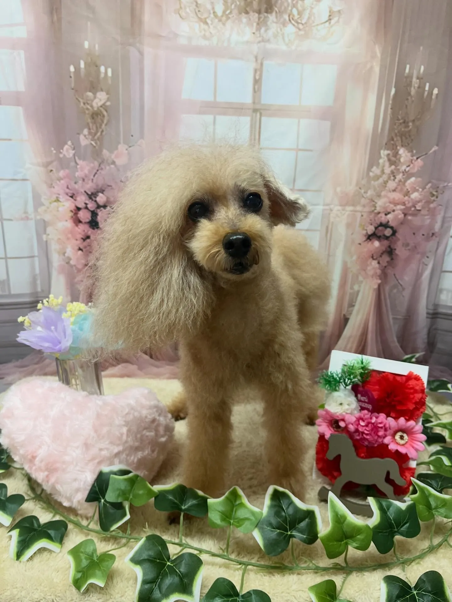 🍃3/27のトリミング🍃プードル🐶|名東区・千種区・守山区の...