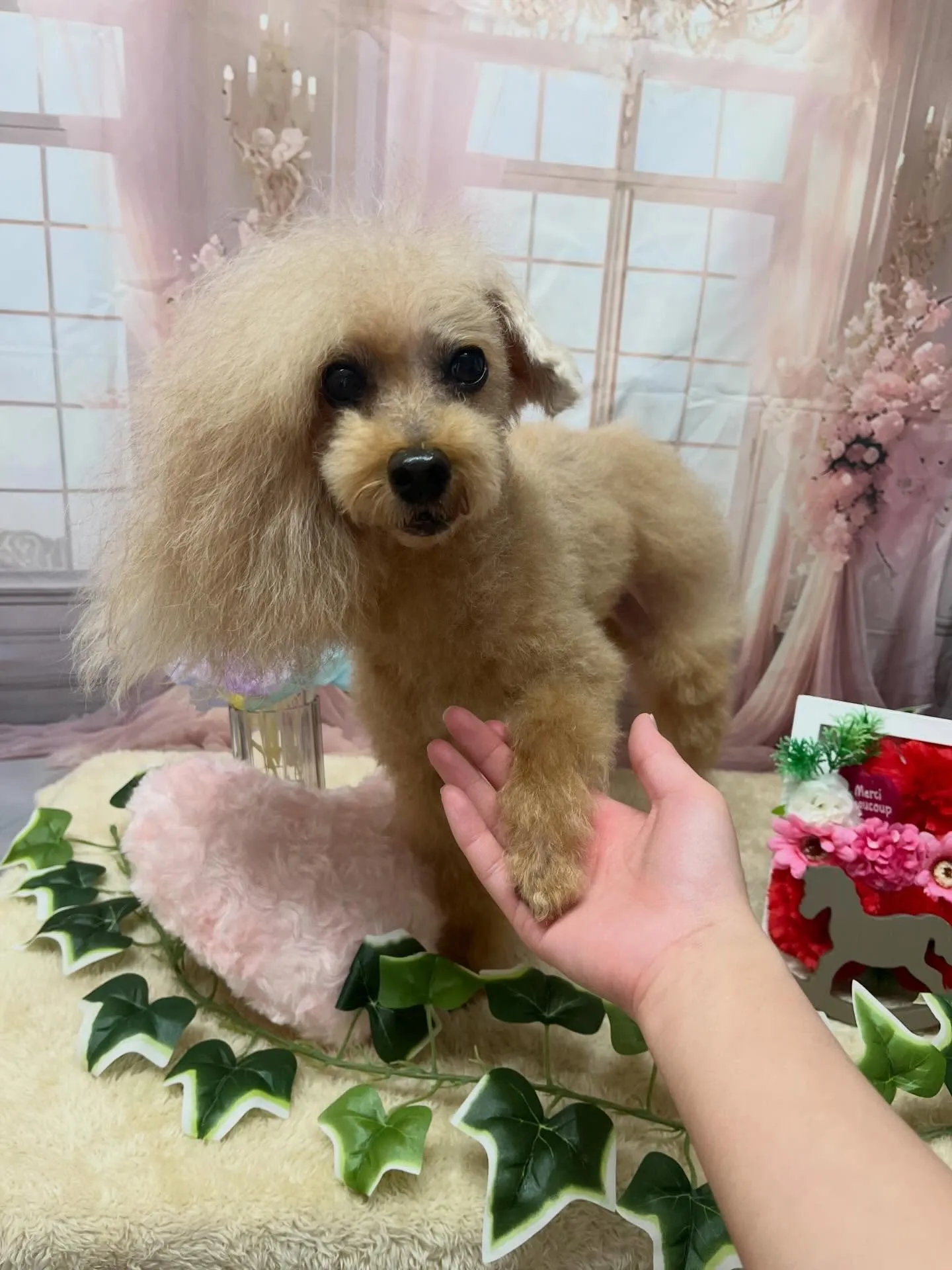🍃3/27のトリミング🍃プードル🐶|名東区・千種区・守山区の...