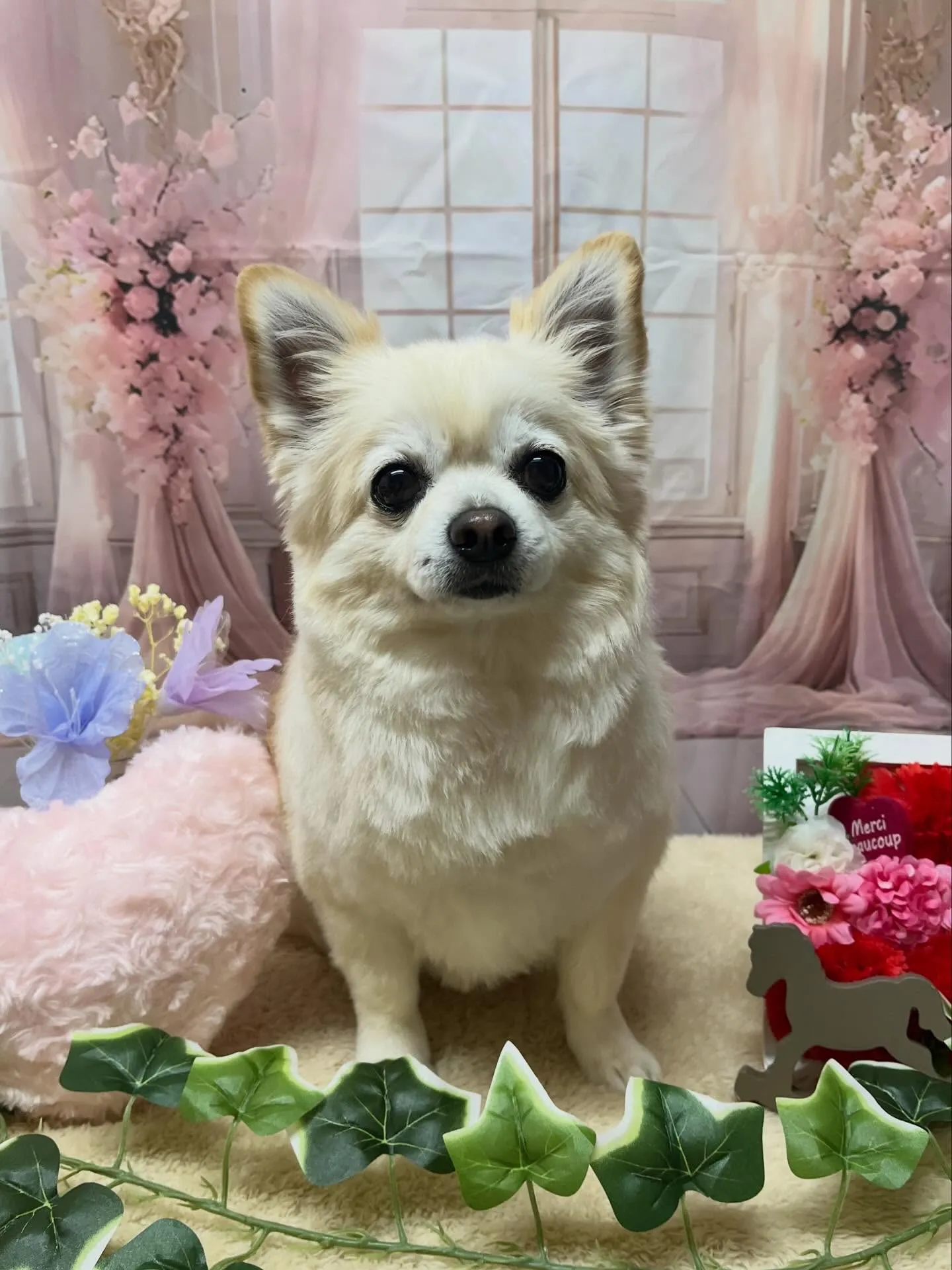 🍃3/27のトリミング🍃プードル🐶チワワ🐶ミックス犬🐶｜名東...