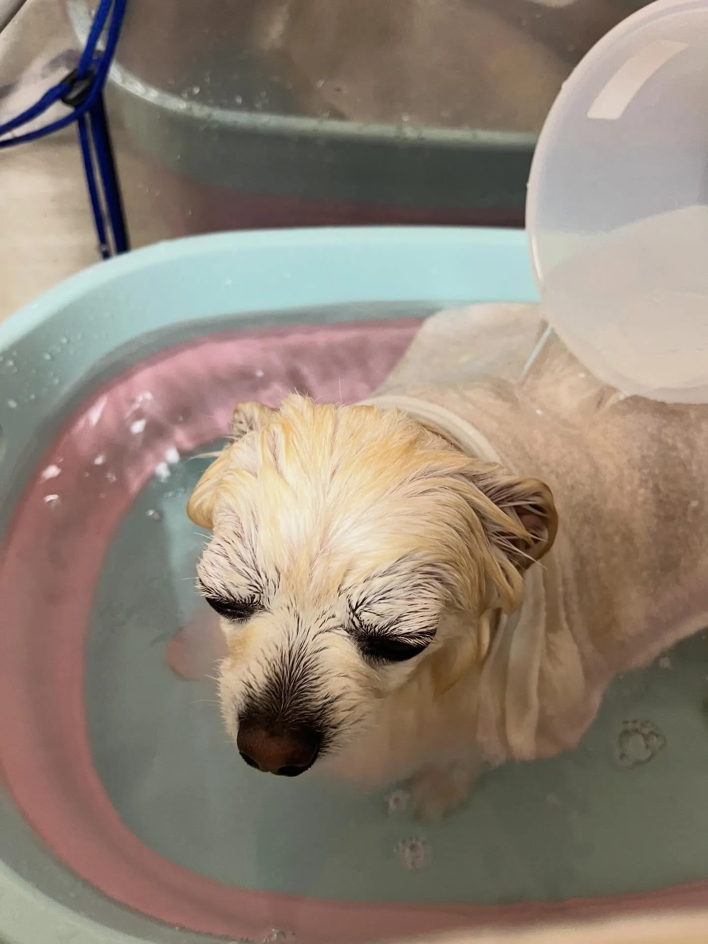 🍃3/27のトリミング🍃プードル🐶チワワ🐶ミックス犬🐶|名東...