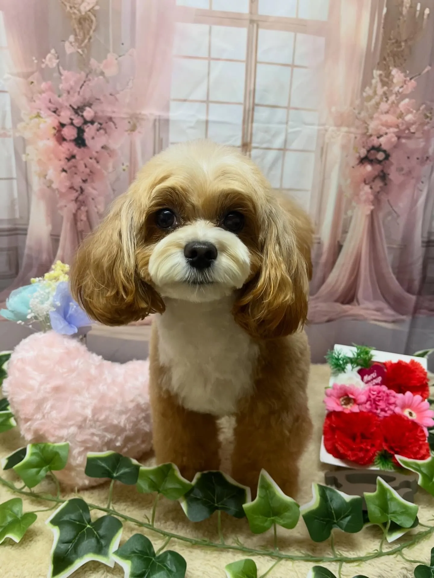 🍃3/27のトリミング🍃プードル🐶チワワ🐶ミックス犬🐶|名東...