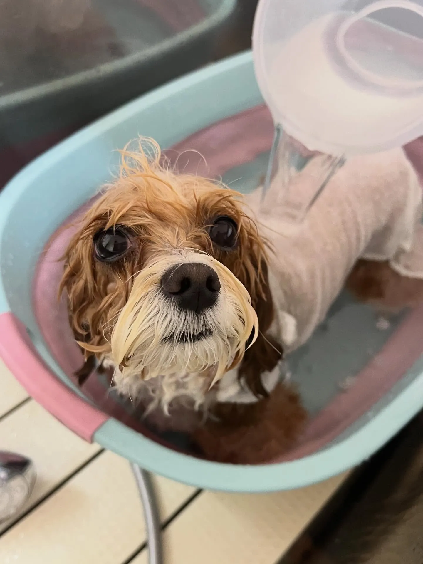 🍃3/27のトリミング🍃プードル🐶チワワ🐶ミックス犬🐶|名東...