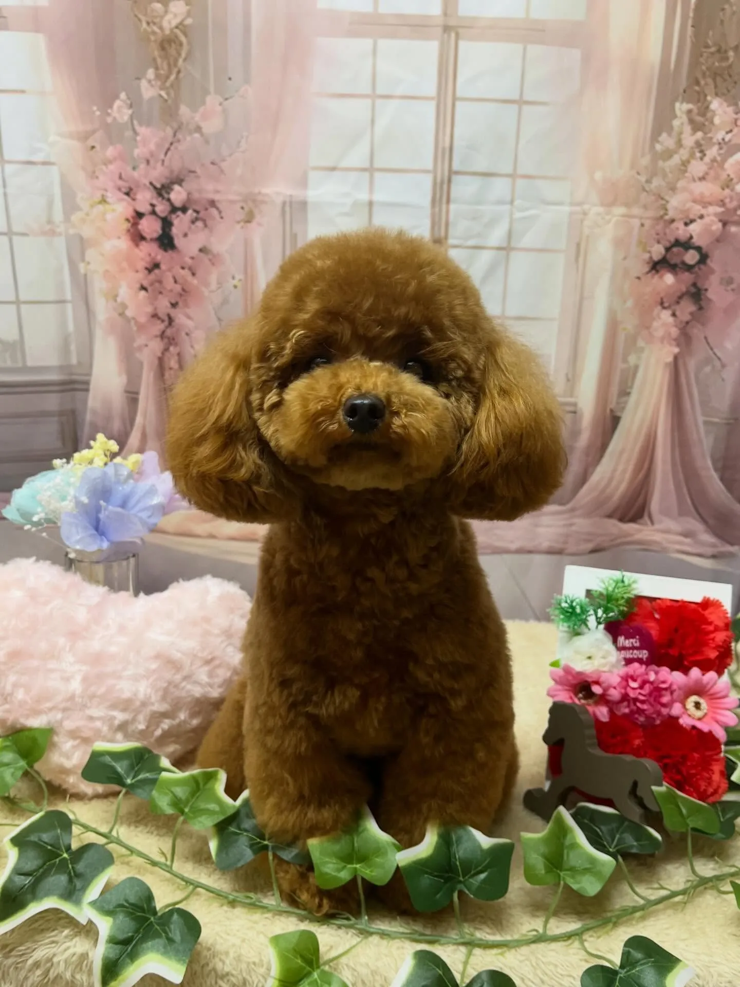 🍃3/27のトリミング🍃プードル🐶チワワ🐶ミックス犬🐶|名東...