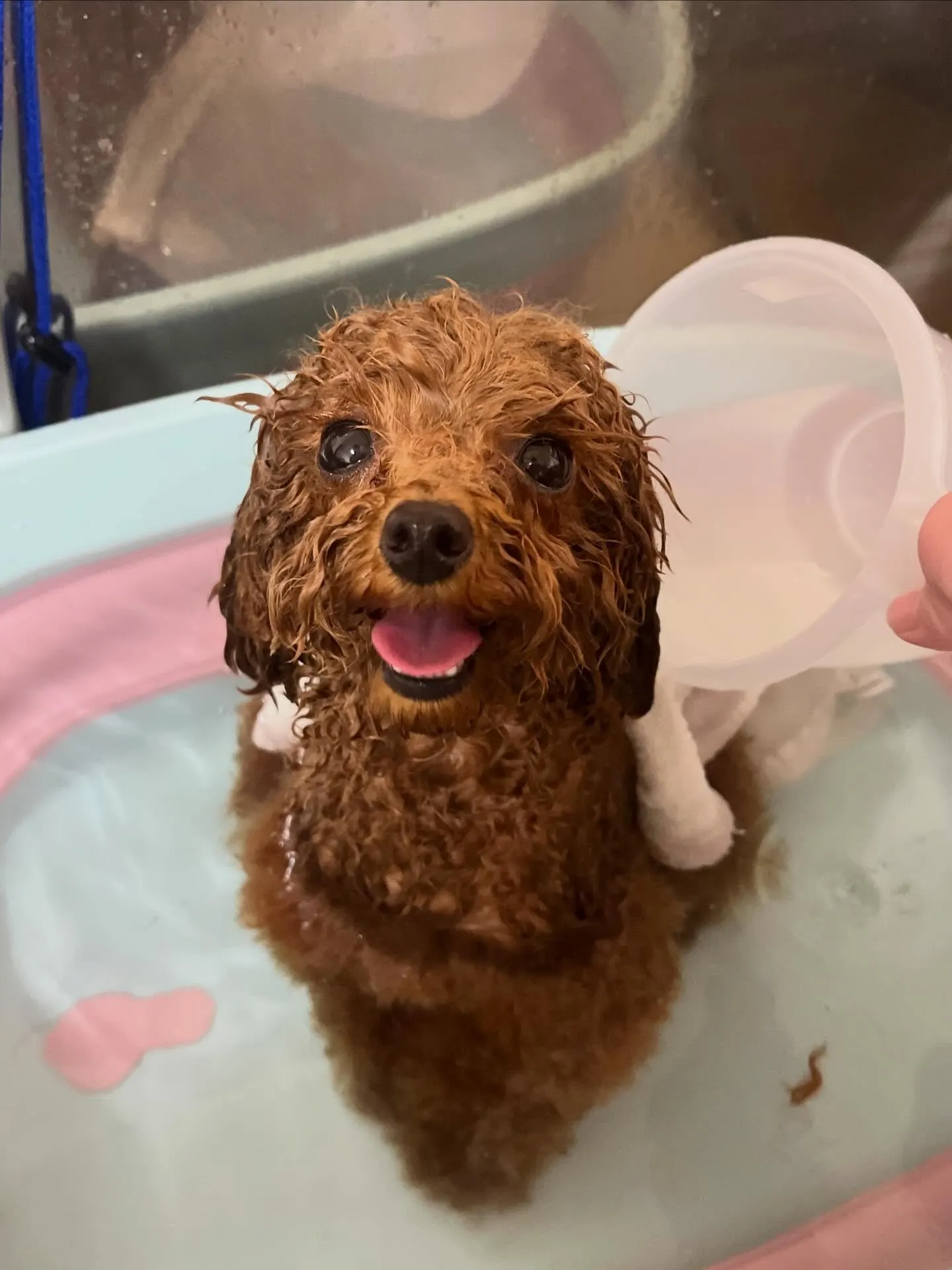 🍃3/27のトリミング🍃プードル🐶チワワ🐶ミックス犬🐶|名東...