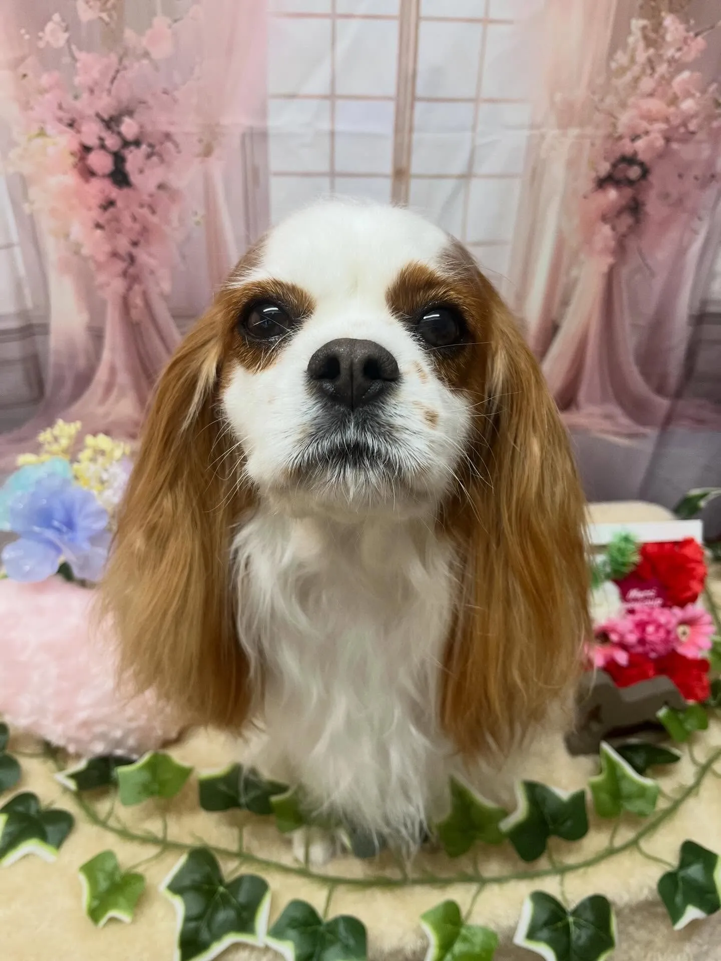 🍃3/28のトリミング🍃キャバリア🐶｜名東区・千種区・守山区...