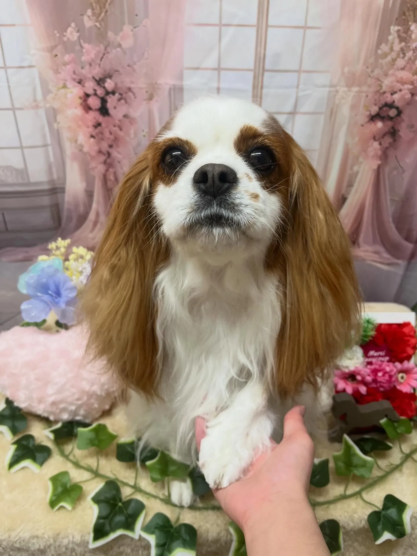 🍃3/28のトリミング🍃キャバリア🐶｜名東区・千種区・守山区...