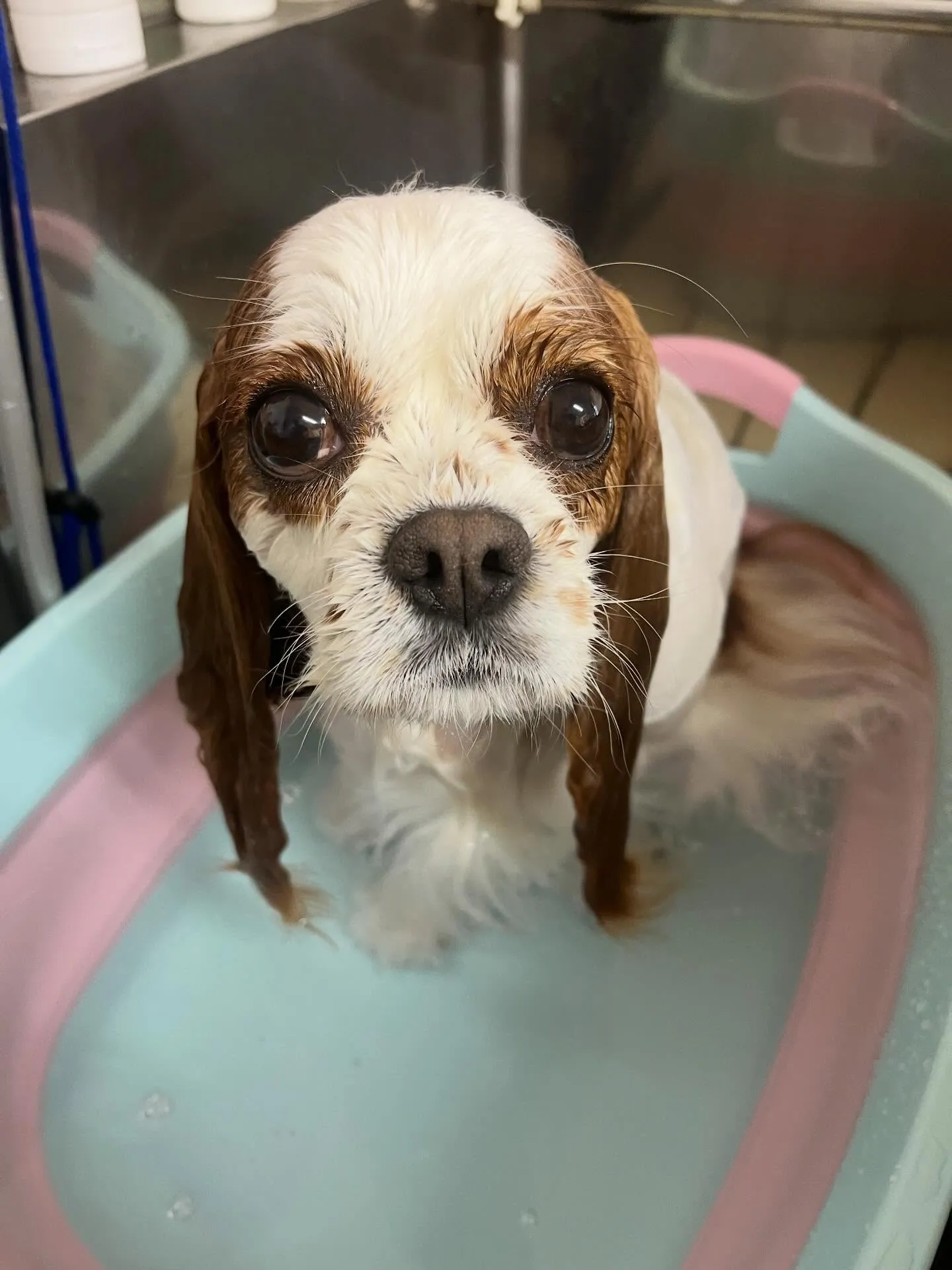 🍃3/28のトリミング🍃キャバリア🐶｜名東区・千種区・守山区...