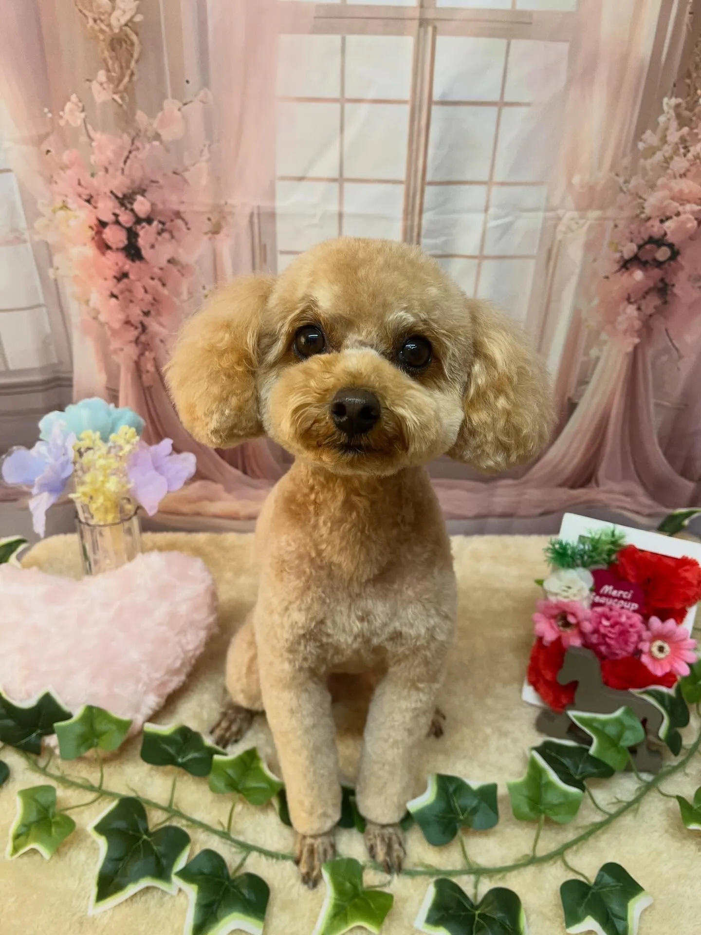 🍃3/28のトリミング🍃プードル🐶|名東区・千種区・守山区の...