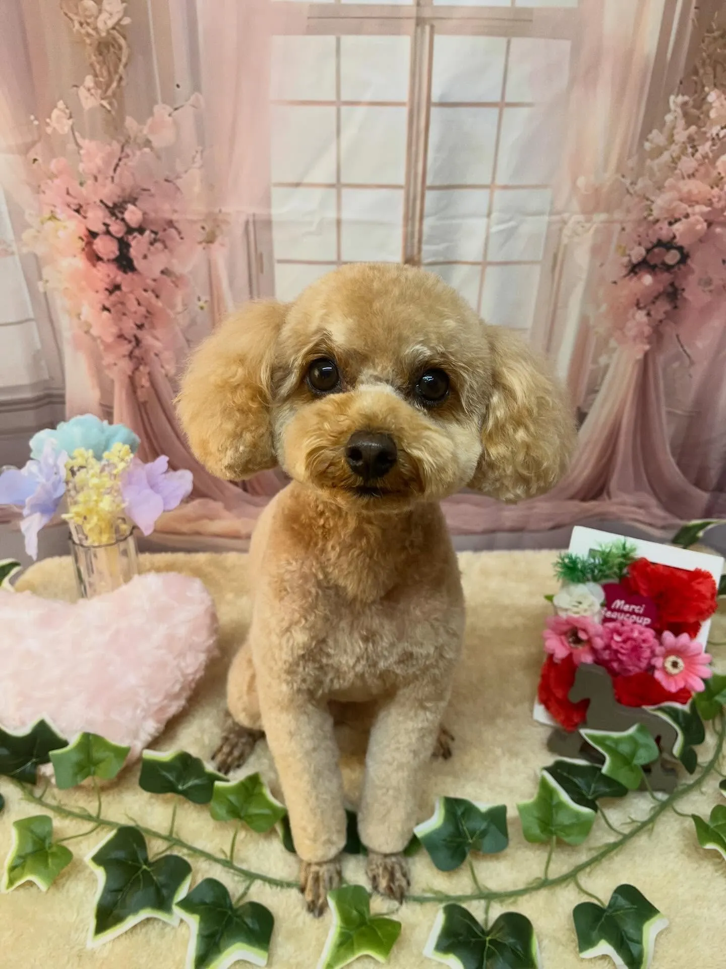 🍃3/28のトリミング🍃プードル🐶｜名東区・千種区・守山区の...