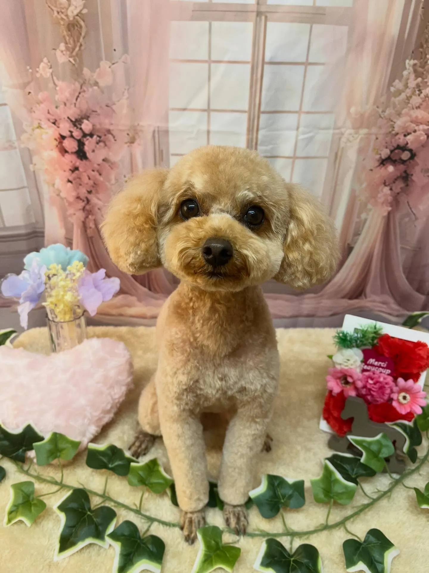 🍃3/28のトリミング🍃プードル🐶|名東区・千種区・守山区の...