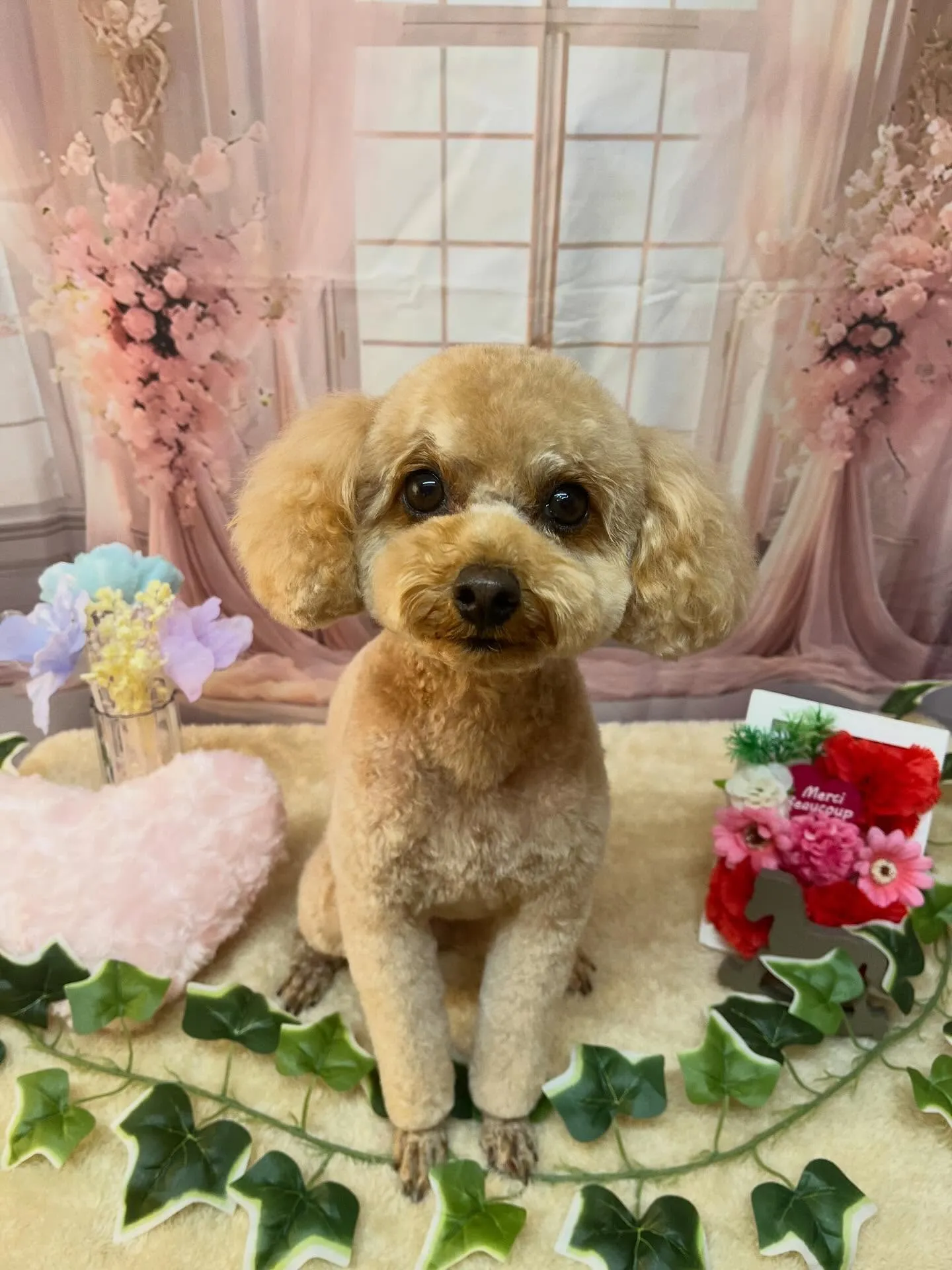 🍃3/28のトリミング🍃プードル🐶｜名東区・千種区・守山区の...