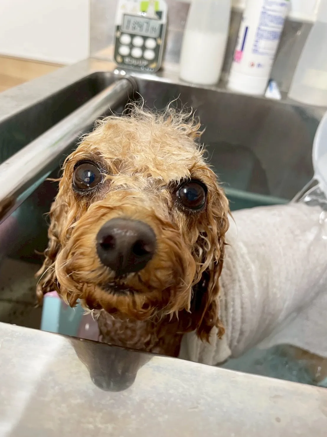 🍃3/28のトリミング🍃プードル🐶｜名東区・千種区・守山区の...