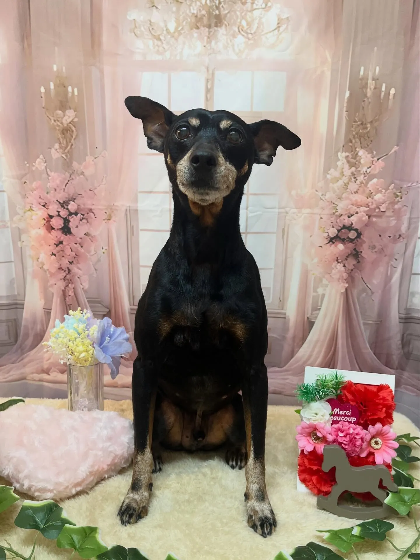 🍃3/28のトリミング🍃ミニチュアピンシャー 🐶|名東区・千...