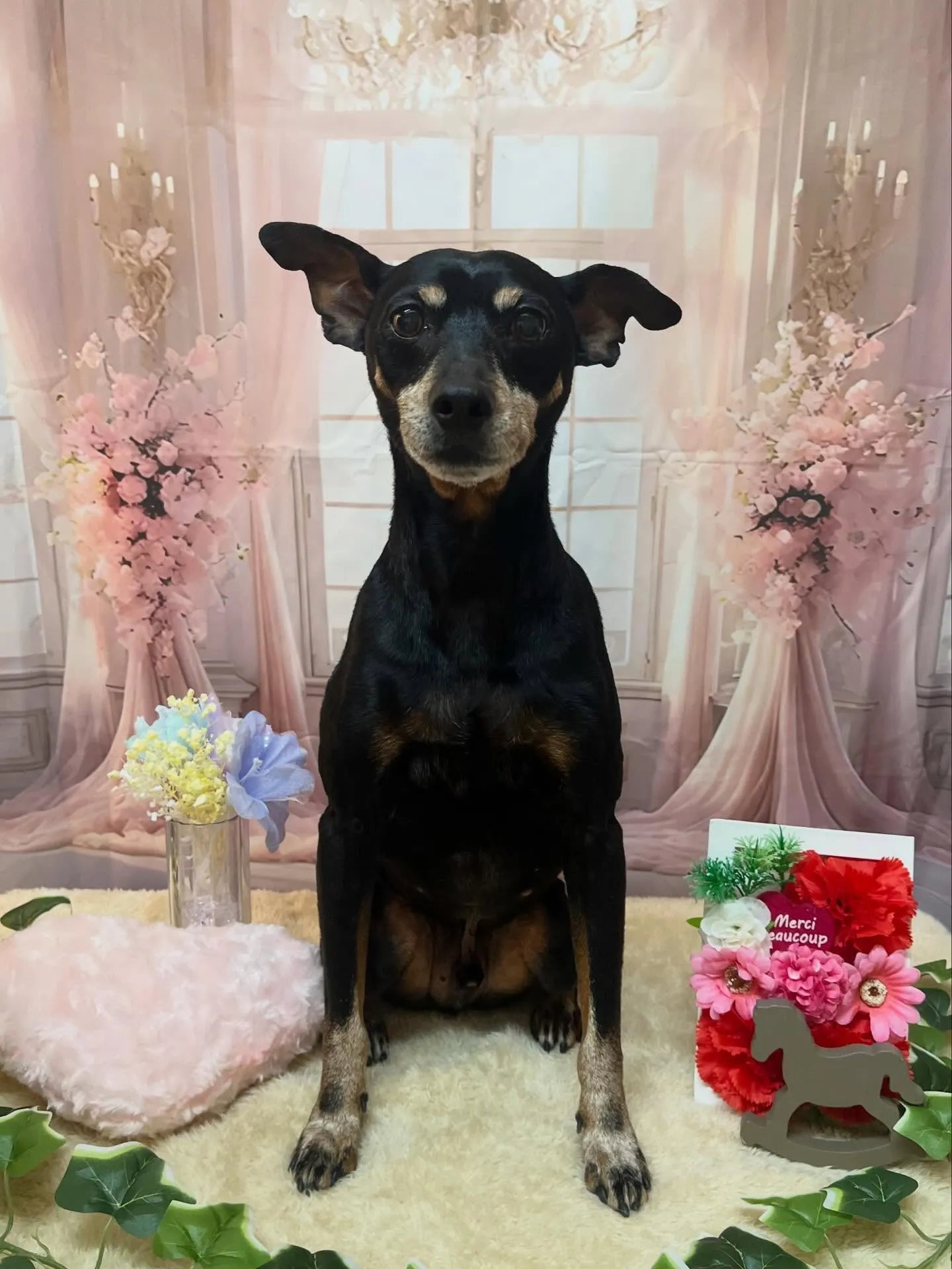 🍃3/28のトリミング🍃ミニチュアピンシャー 🐶|名東区・千...