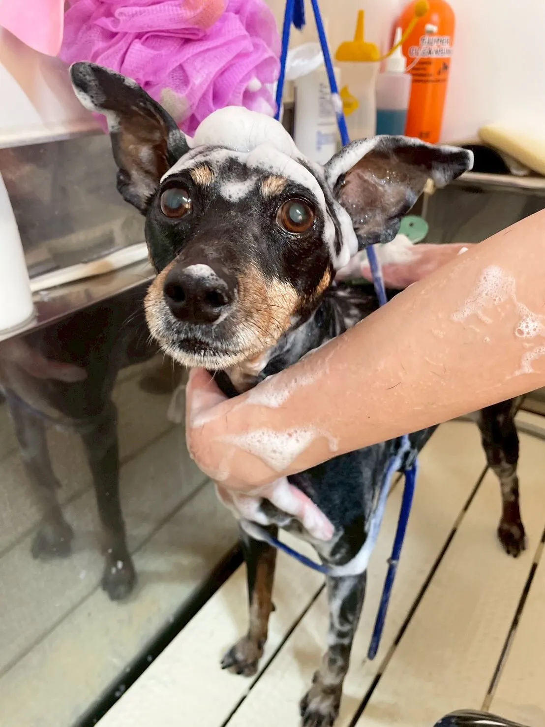 🍃3/28のトリミング🍃ミニチュアピンシャー 🐶|名東区・千...