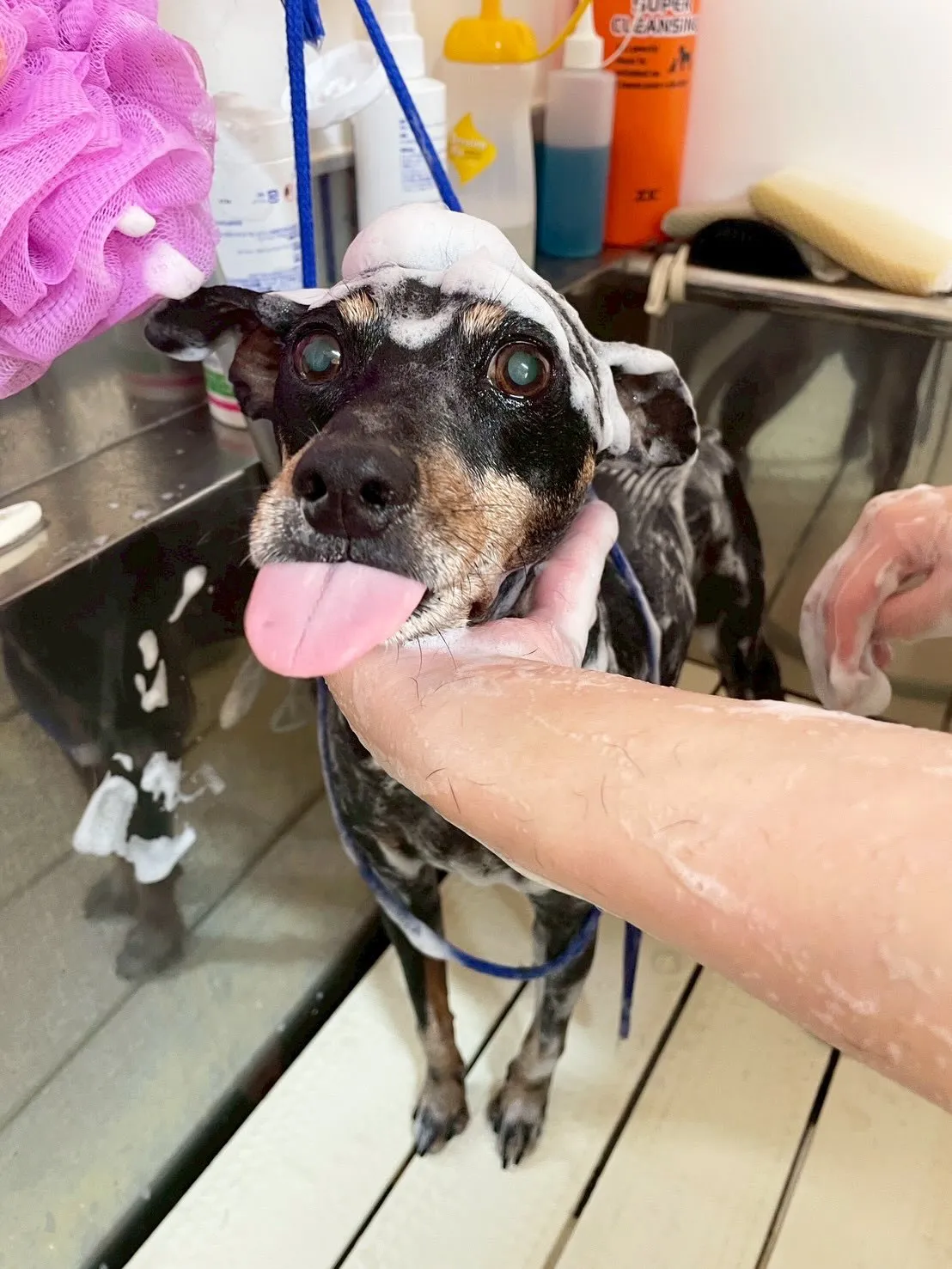 🍃3/28のトリミング🍃ミニチュアピンシャー 🐶|名東区・千...