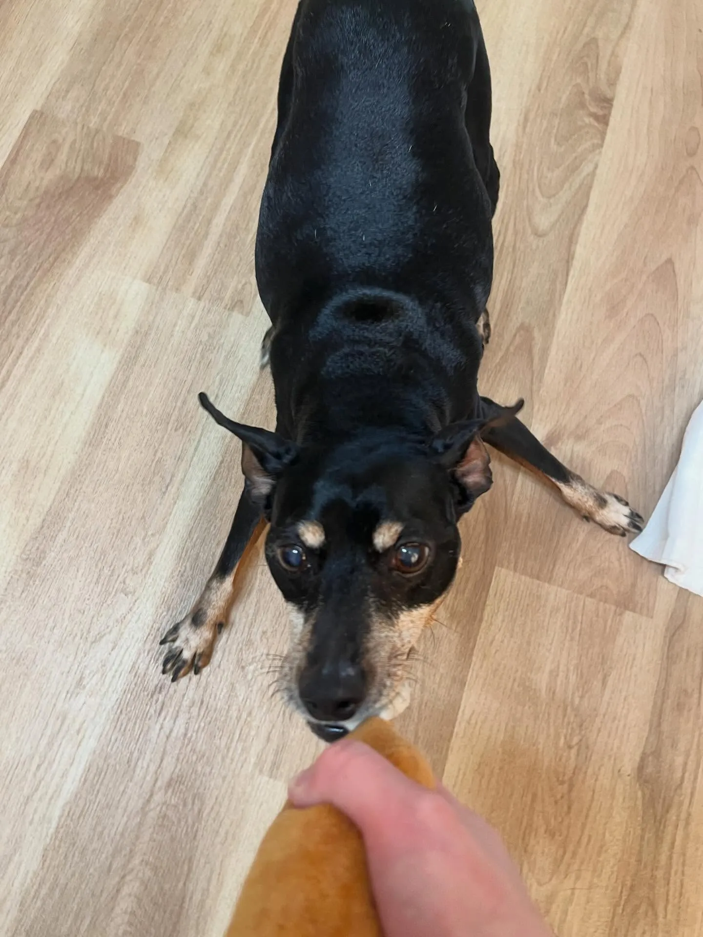 🍃3/28のトリミング🍃ミニチュアピンシャー 🐶|名東区・千...