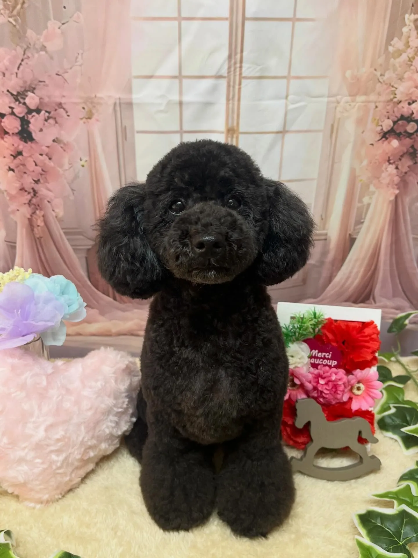 🍃3/29のトリミング🍃プードル🐶｜名東区・千種区・守山区の...