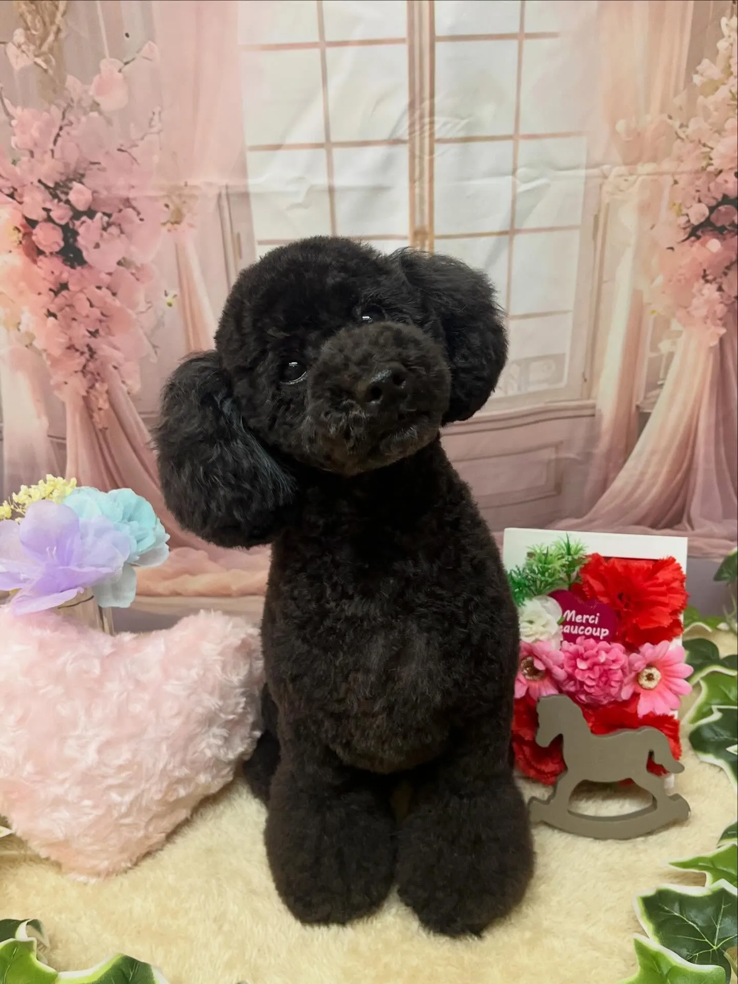 🍃3/29のトリミング🍃プードル🐶｜名東区・千種区・守山区の...