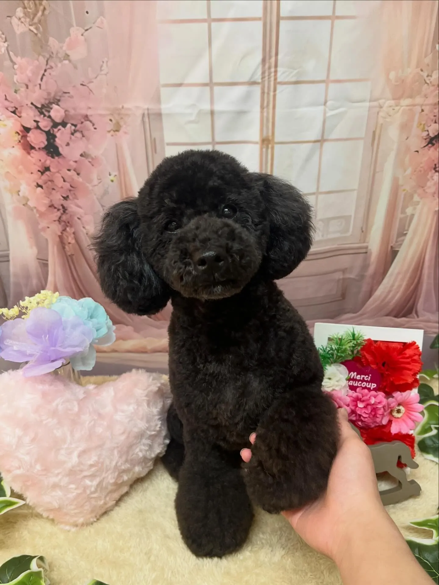 🍃3/29のトリミング🍃プードル🐶｜名東区・千種区・守山区の...