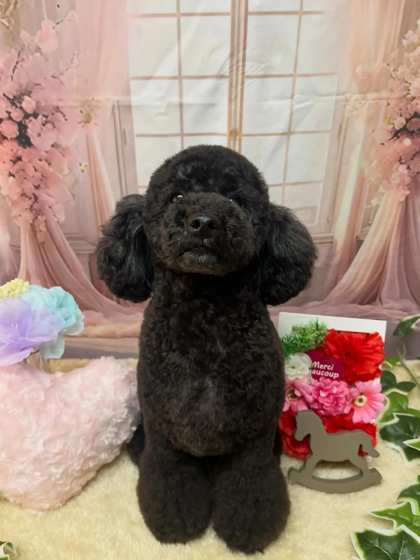 🍃3/29のトリミング🍃プードル🐶｜名東区・千種区・守山区の...