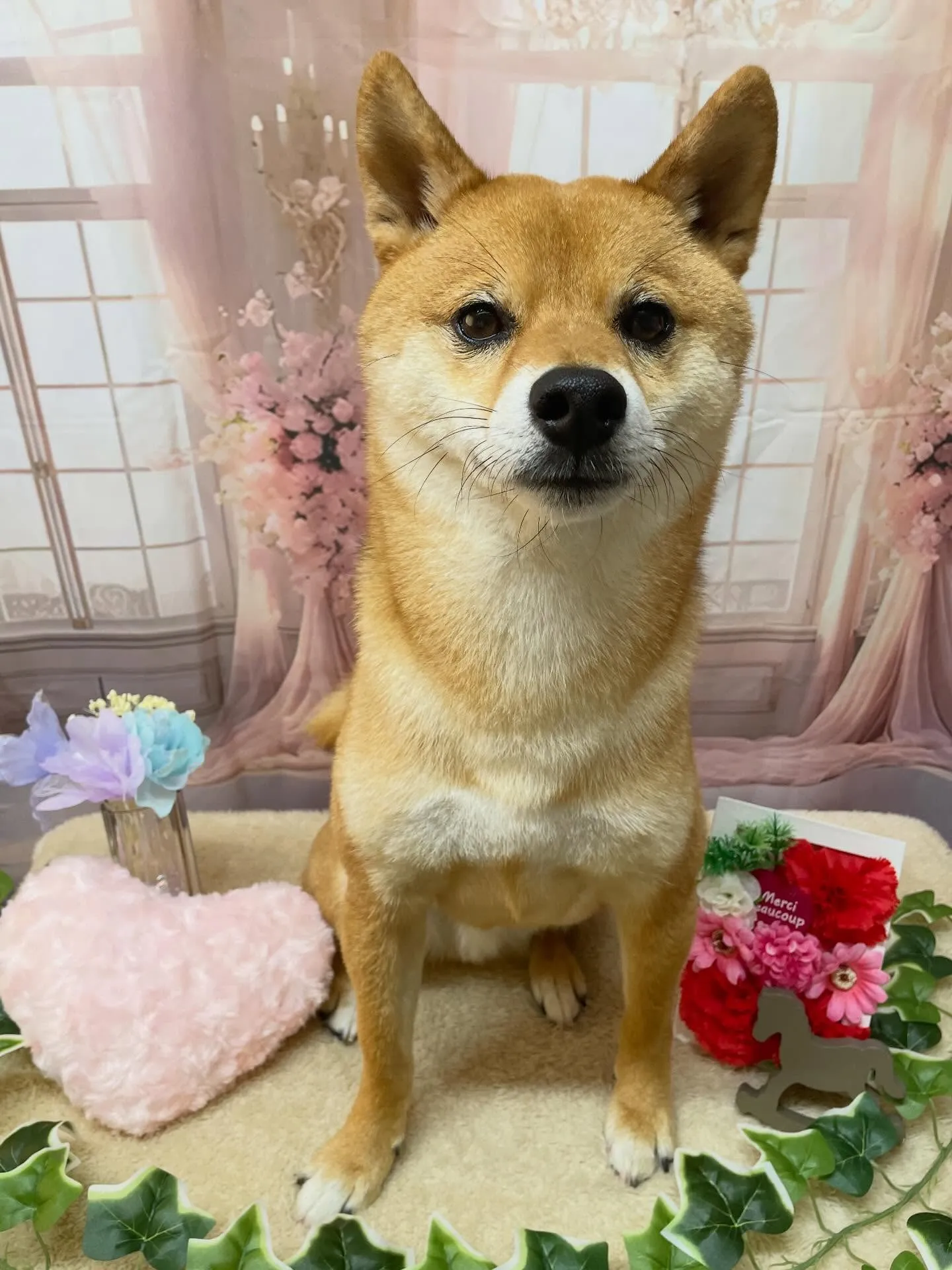 🍃3/29のトリミング🍃柴犬🐶｜名東区・千種区・守山区の動物...