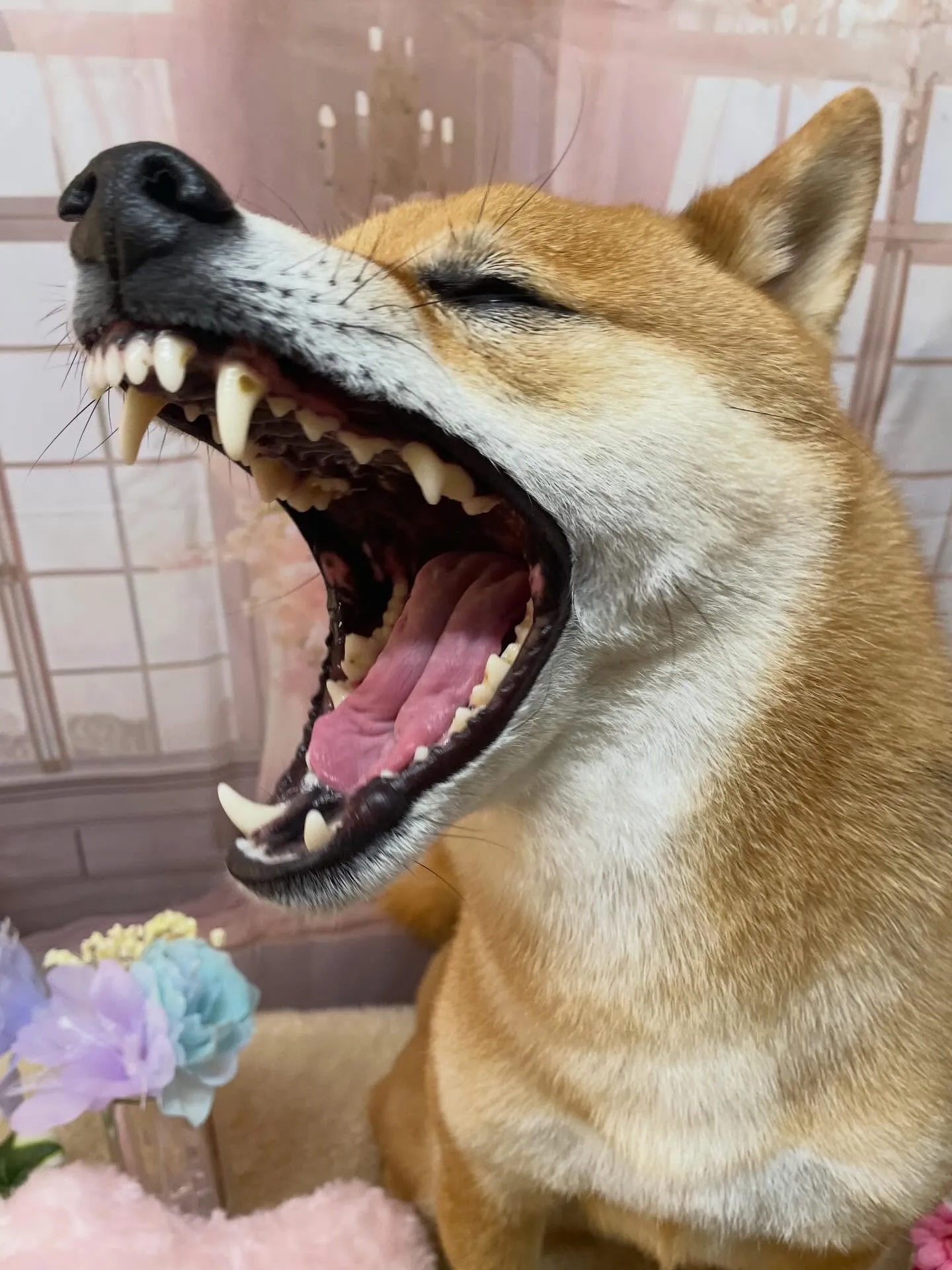 🍃3/29のトリミング🍃柴犬🐶｜名東区・千種区・守山区の動物...