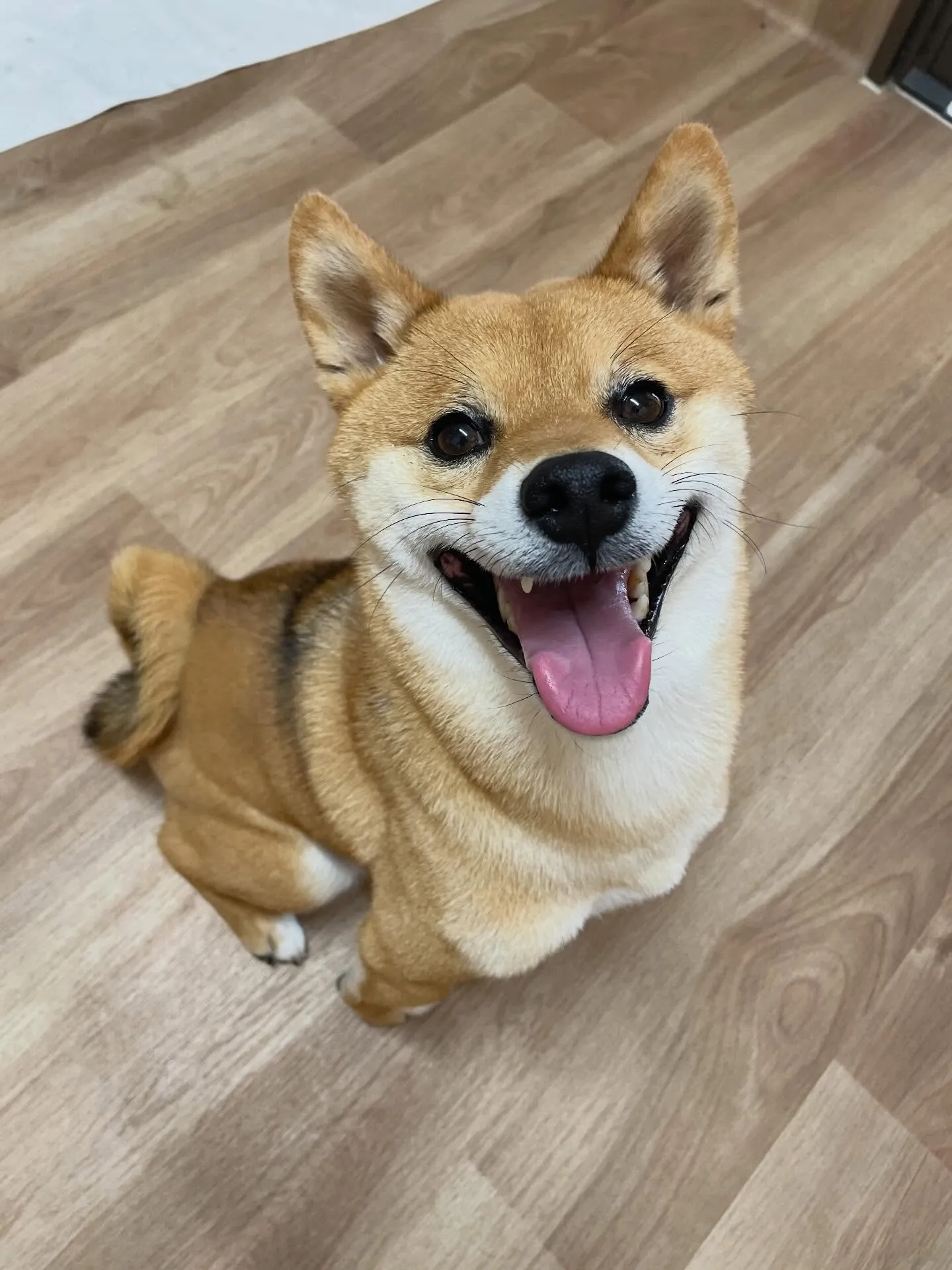 🍃3/29のトリミング🍃柴犬🐶｜名東区・千種区・守山区の動物...