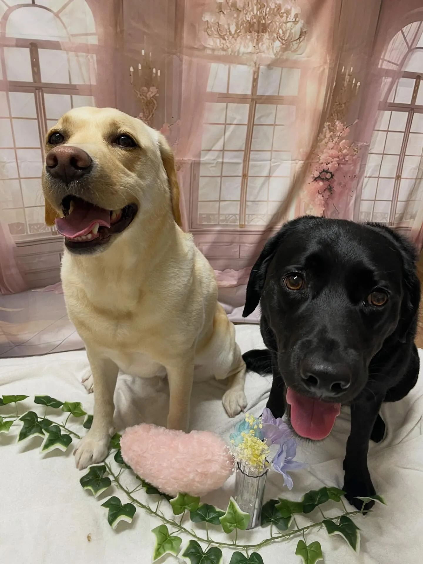 🍃3/29のトリミング🍃ラブラドールレトリバー🐶｜名東区・千...