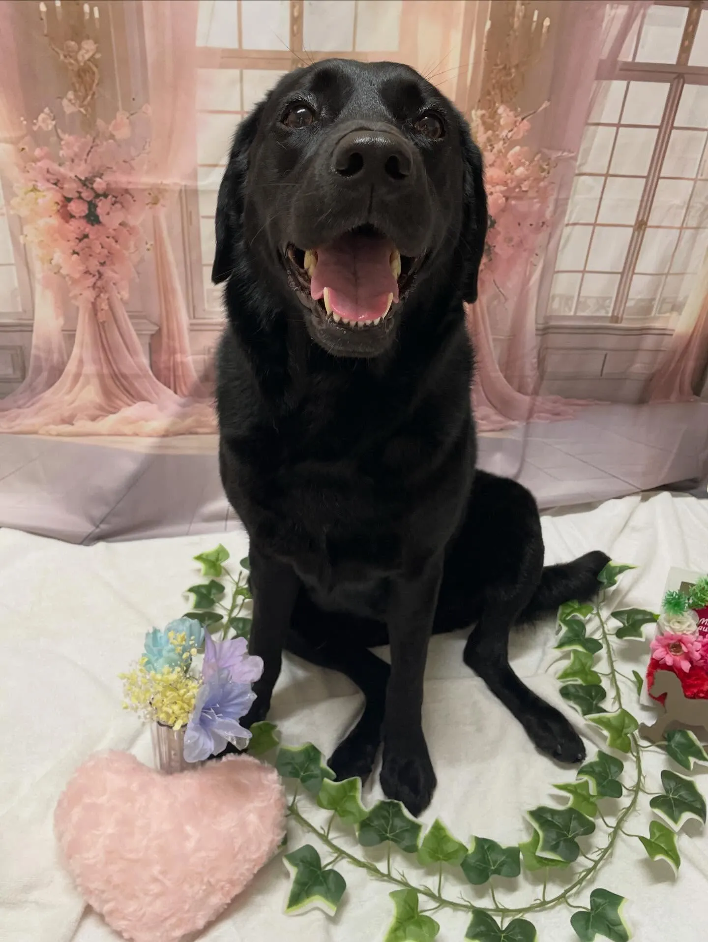 🍃3/29のトリミング🍃ラブラドールレトリバー🐶｜名東区・千...