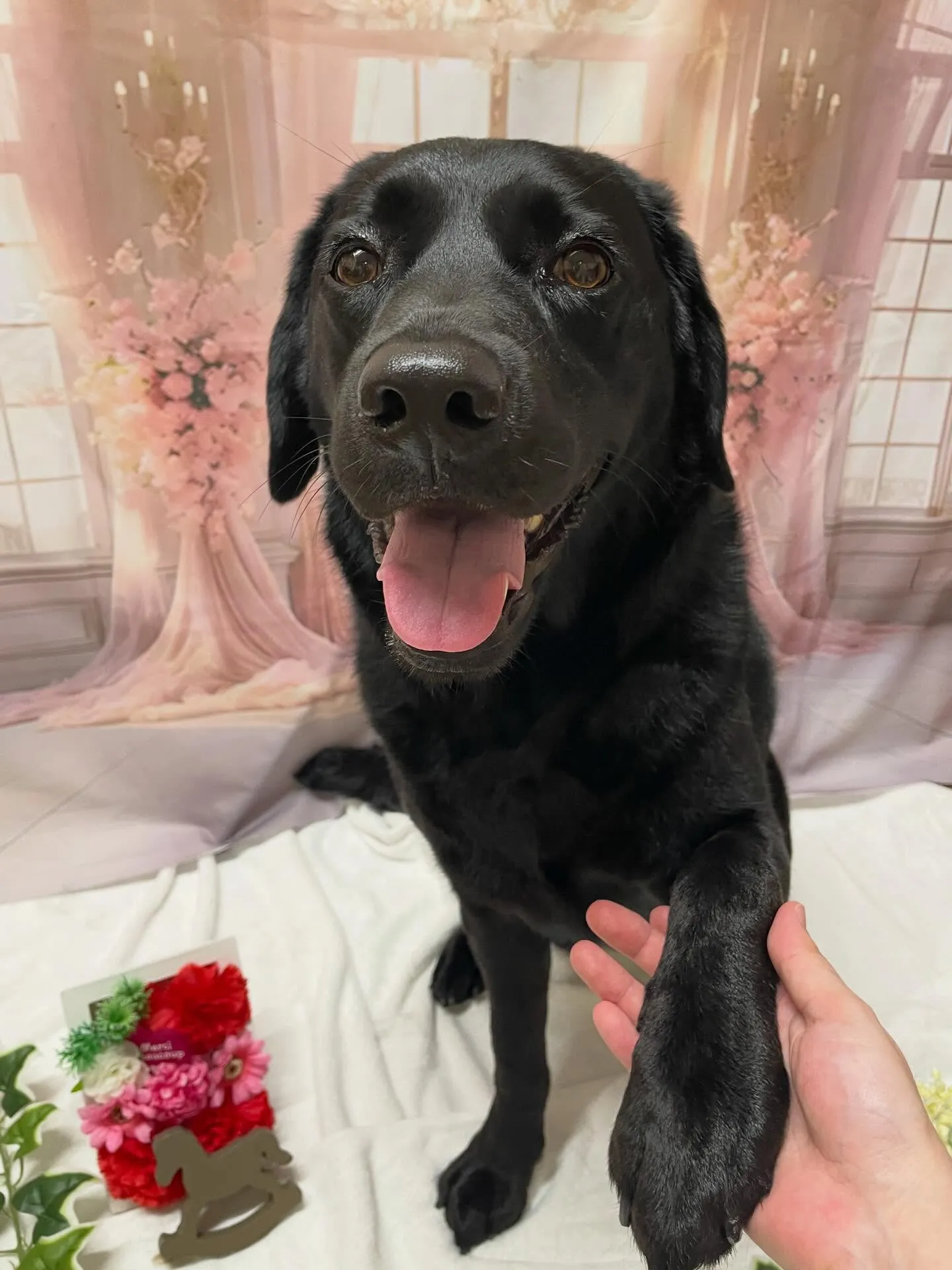 🍃3/29のトリミング🍃ラブラドールレトリバー🐶｜名東区・千...