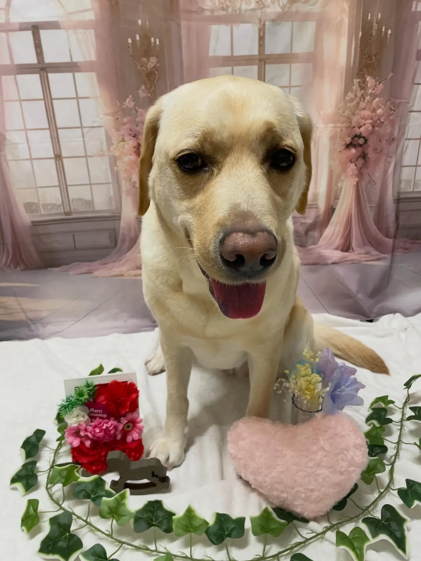 🍃3/29のトリミング🍃ラブラドールレトリバー🐶｜名東区・千...