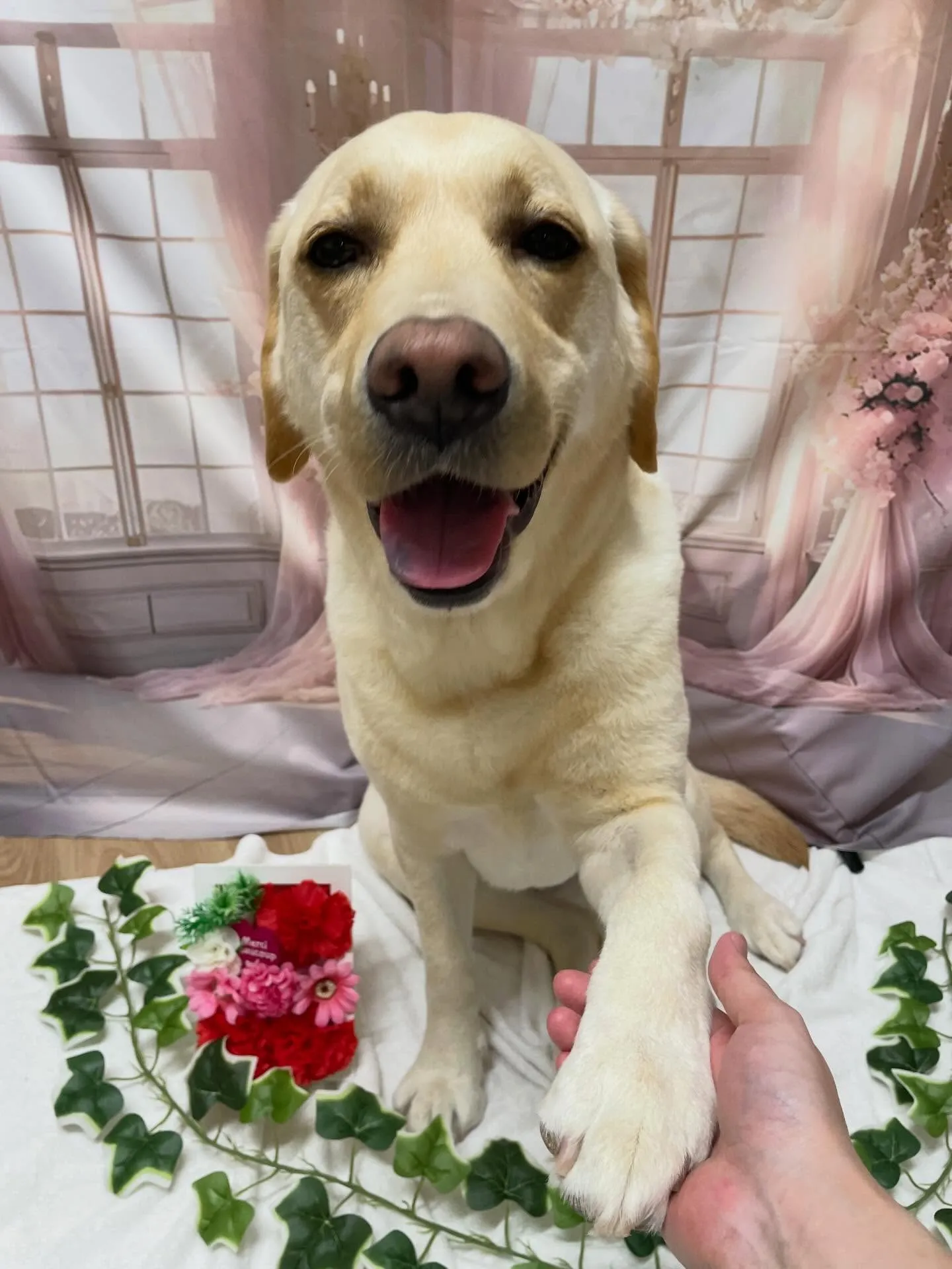 🍃3/29のトリミング🍃ラブラドールレトリバー🐶｜名東区・千...