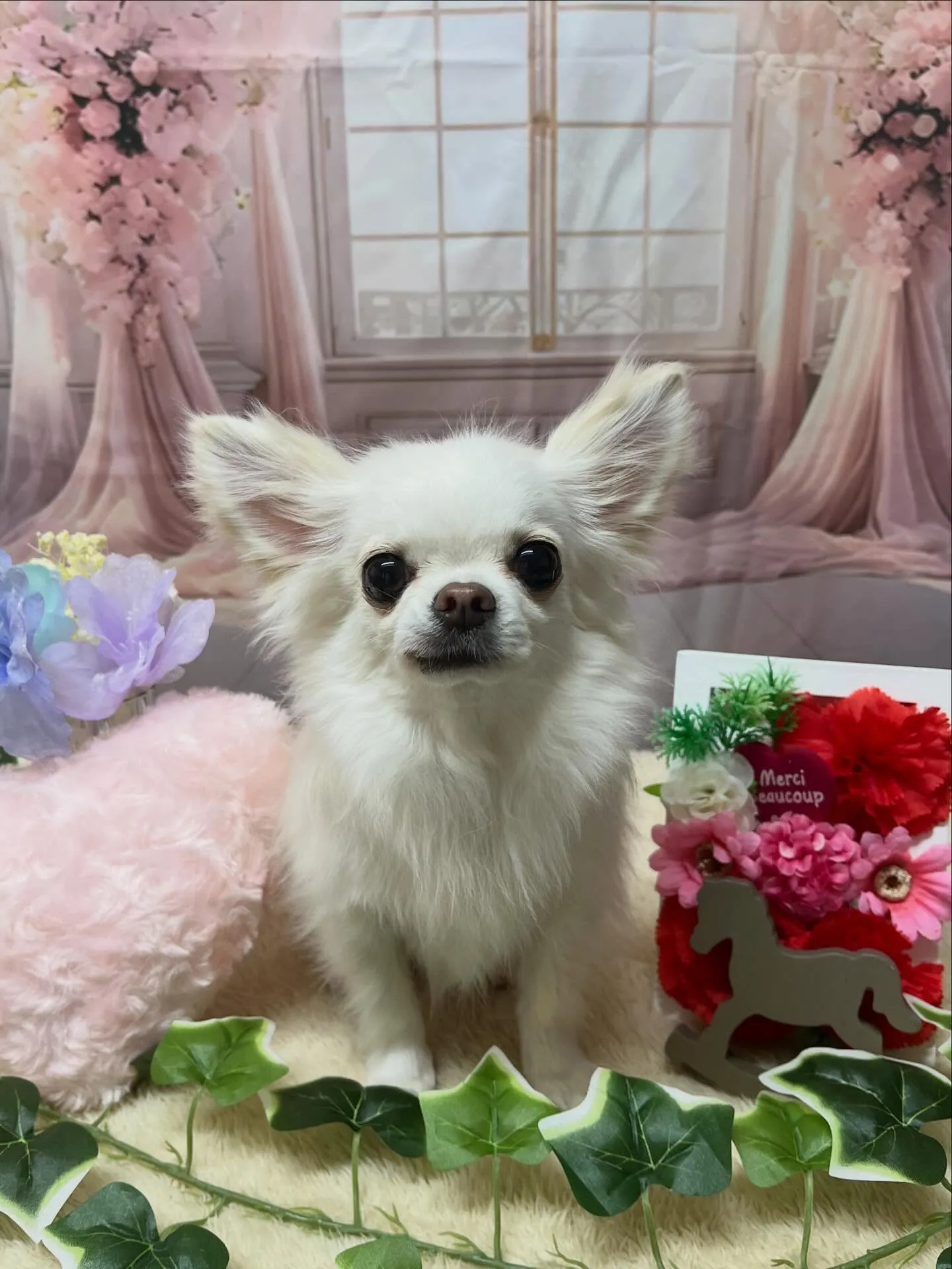 🍃3/31のトリミング🍃チワワ🐶｜名東区・千種区・守山区の動...