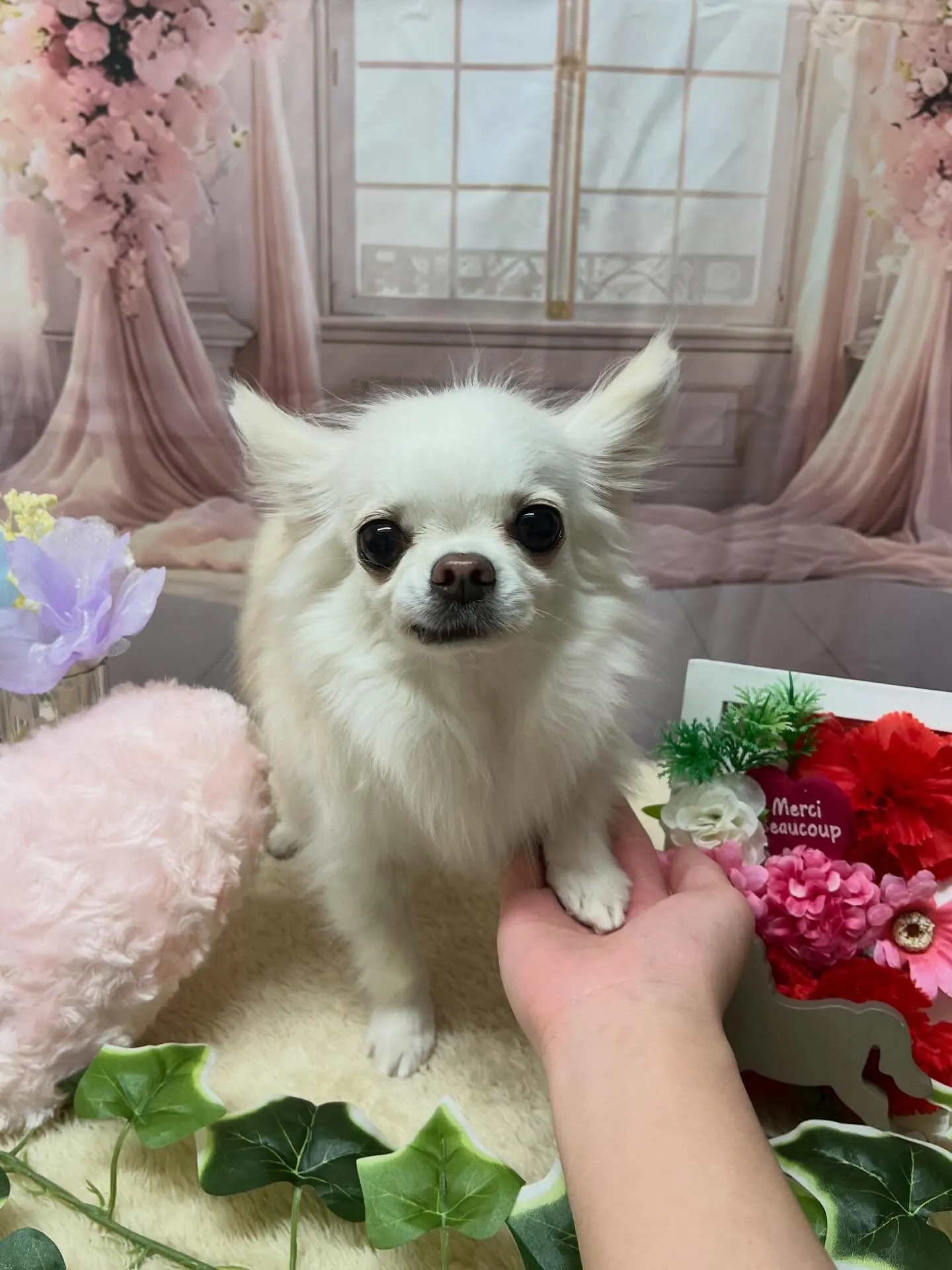 🍃3/31のトリミング🍃チワワ🐶｜名東区・千種区・守山区の動...