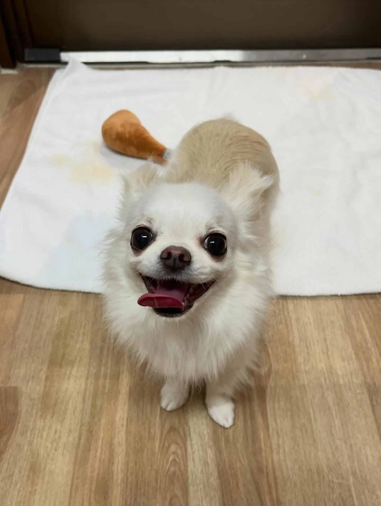 🍃3/31のトリミング🍃チワワ🐶｜名東区・千種区・守山区の動...