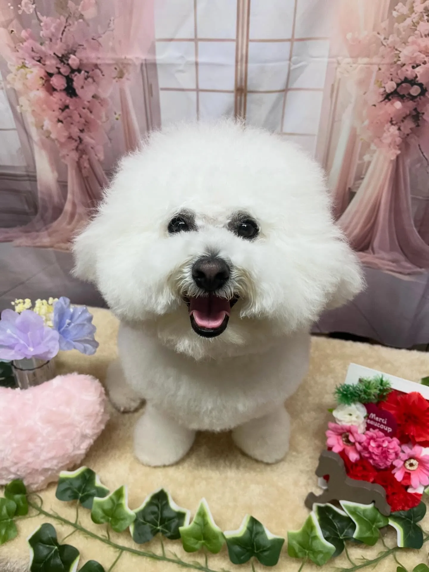 🍃3/31のトリミング🍃ビジョンフリーゼ🐶｜名東区・千種区・...