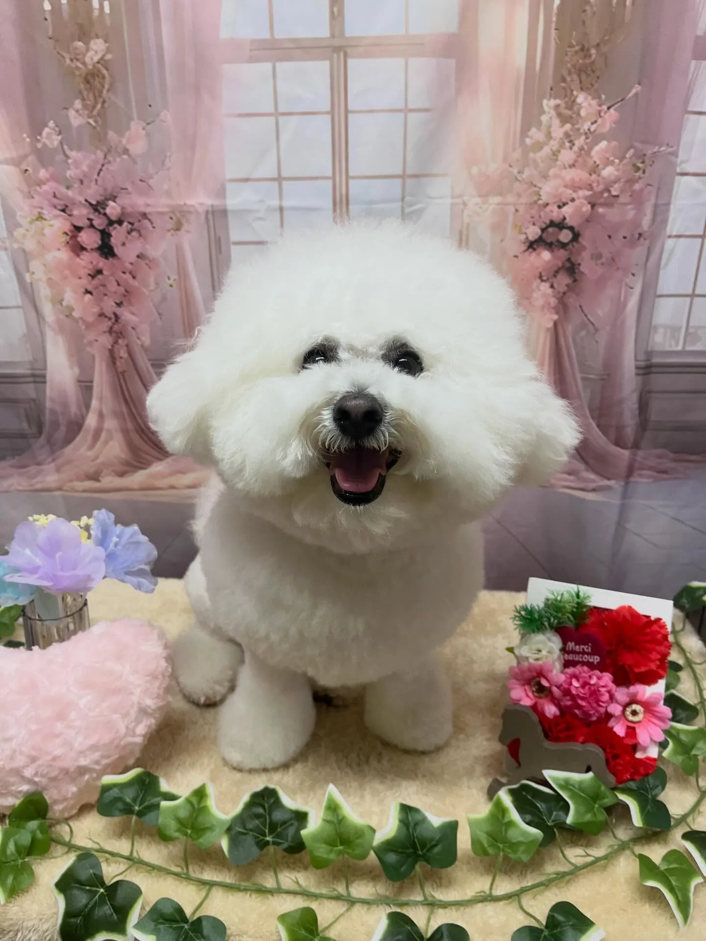 🍃3/31のトリミング🍃ビジョンフリーゼ🐶｜名東区・千種区・...