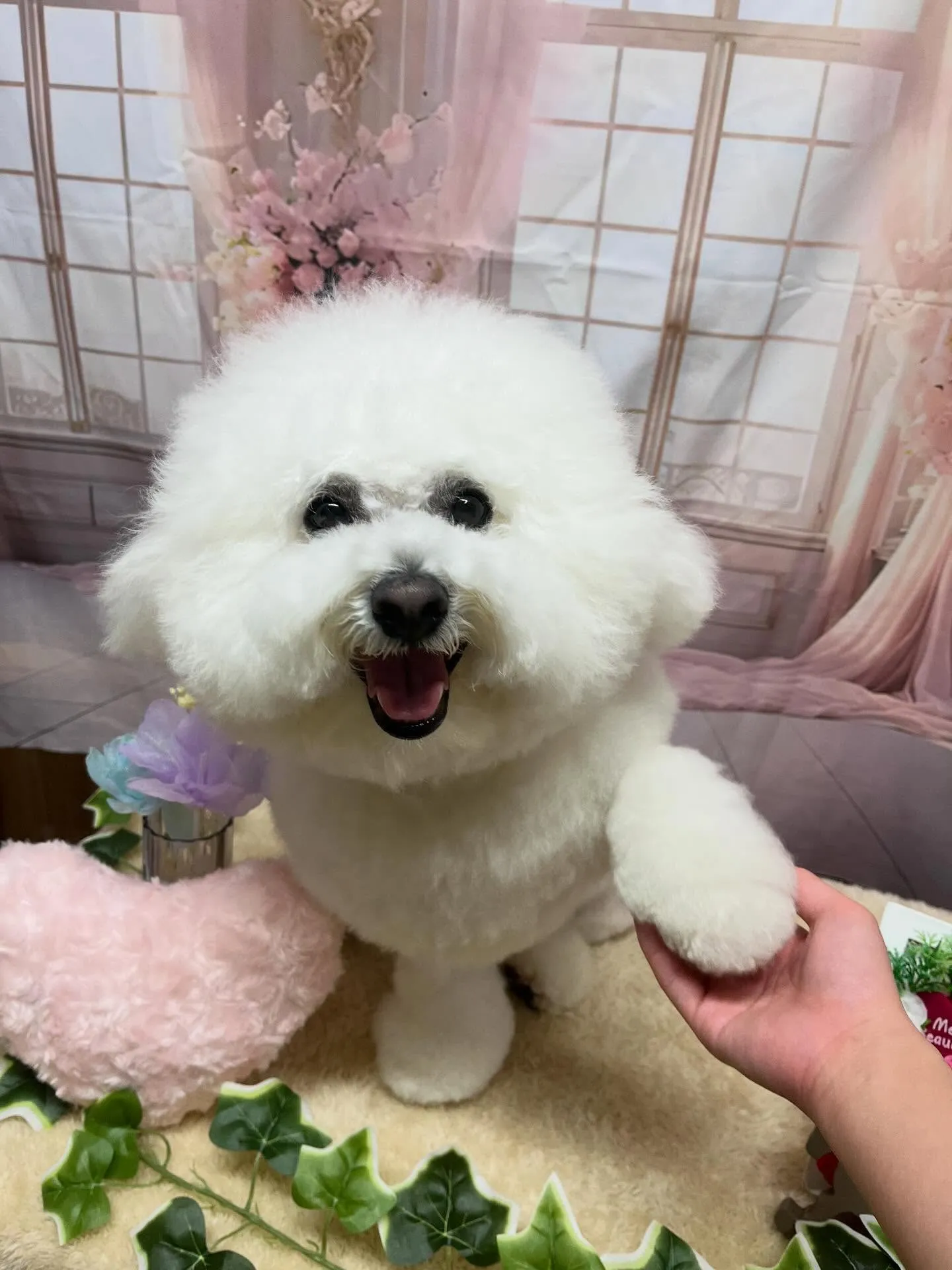 🍃3/31のトリミング🍃ビジョンフリーゼ🐶｜名東区・千種区・...